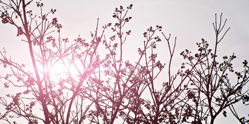 SD-WAN技术如何优化企业分支机构的网络连接：网络技术与软件工具的革新实践