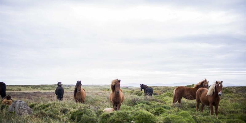 云原生网络如何重塑微服务架构？66Z66开发工具链实战解析