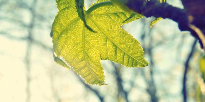 网络技术91：从零开始掌握66Z66开发与编程教程实战指南